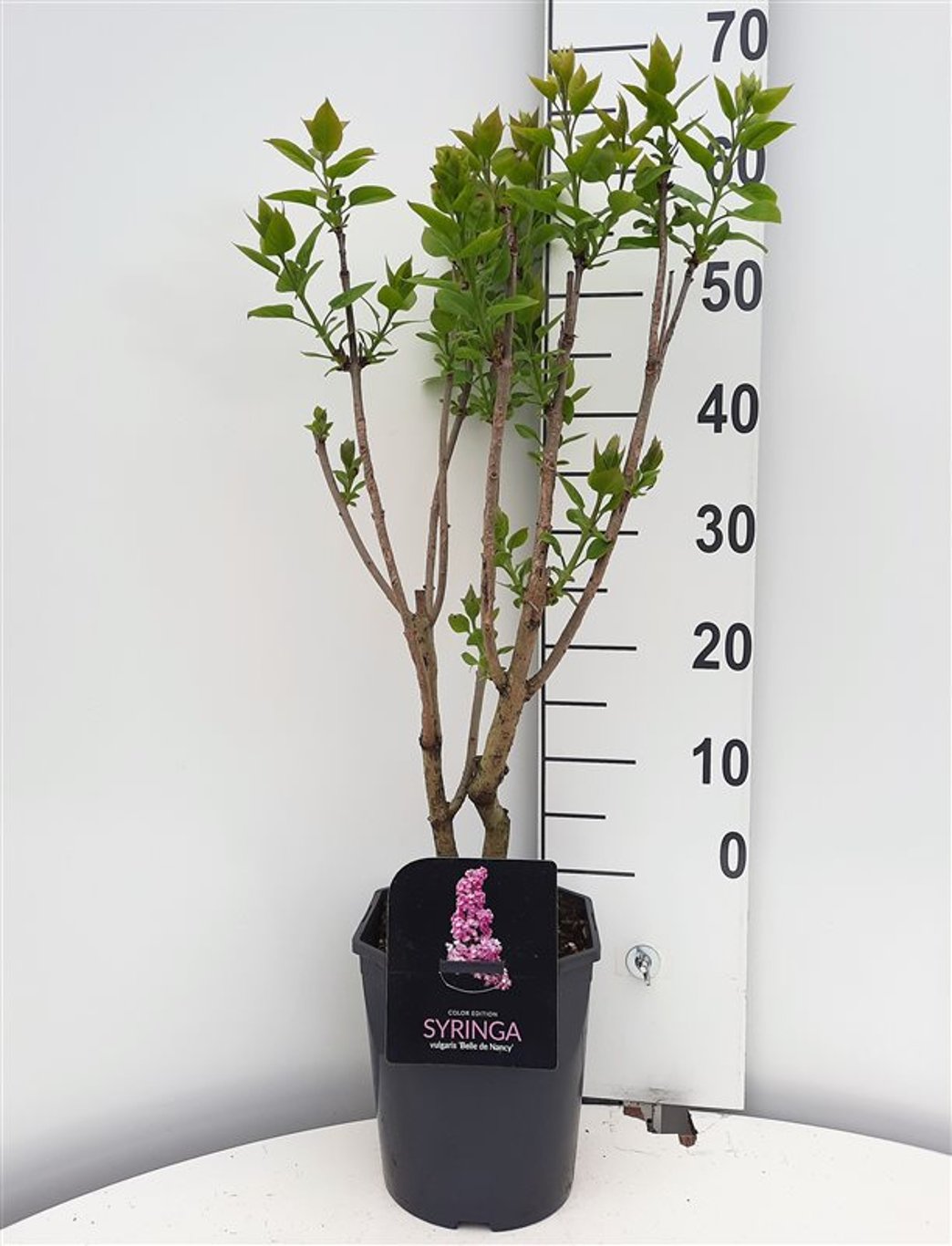 Syringa v. 'Belle de Nancy' - C5 50-60 CM